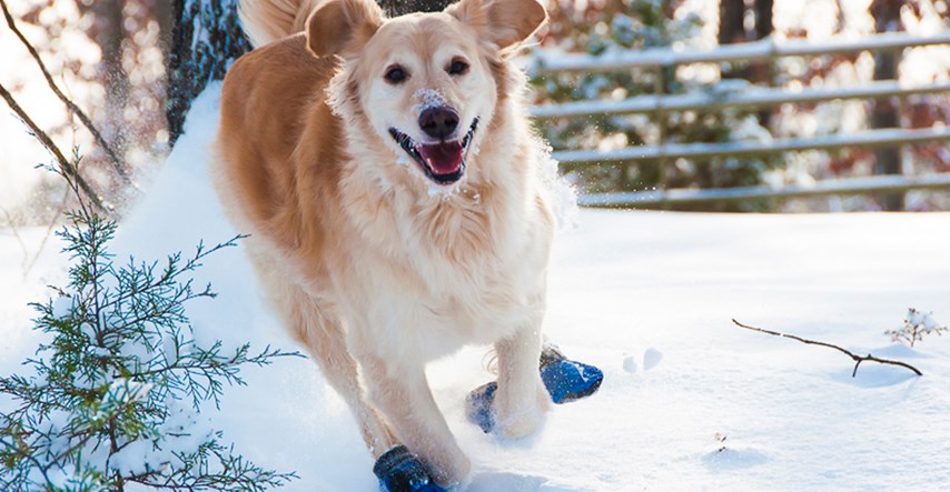 Iako pomažu šapama da ne ozebu, neki psi jednostavno ne vole zimske cipele